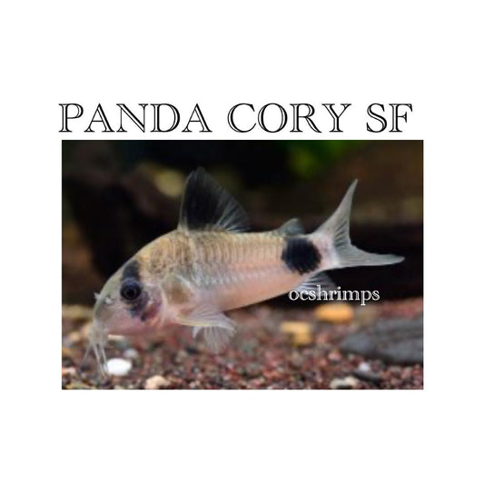 PANDA-CORYDORAS