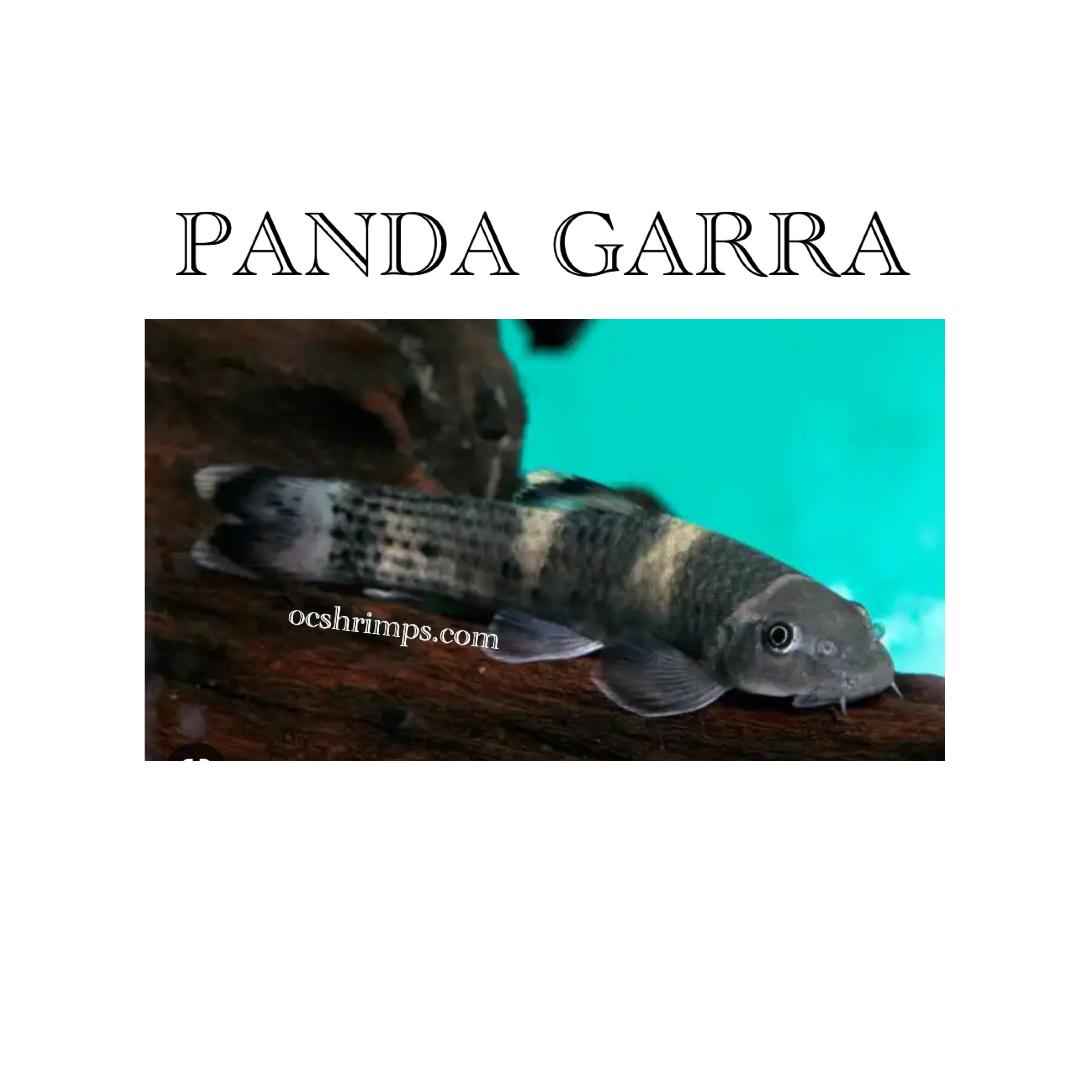 PANDA-GARRA