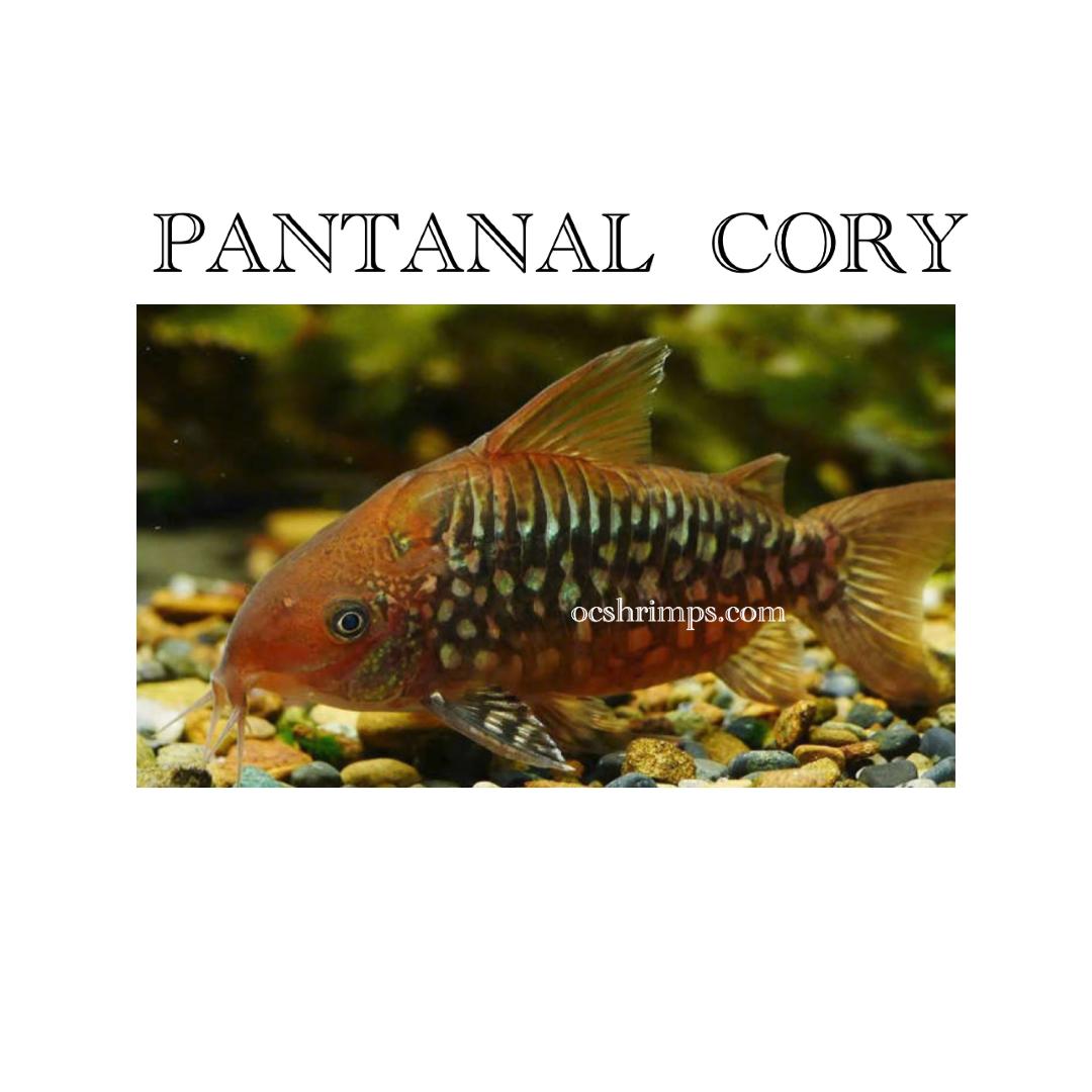 PANTANAL-CORYDORAS