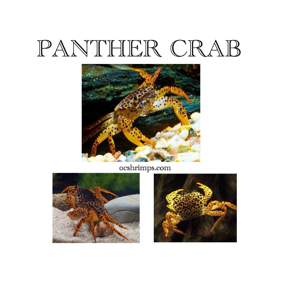 PANTHER-CRAB