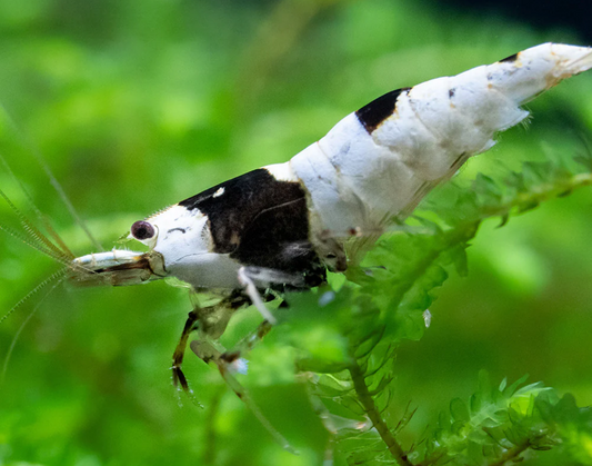 PURE-BLACKLINE-SHRIMP