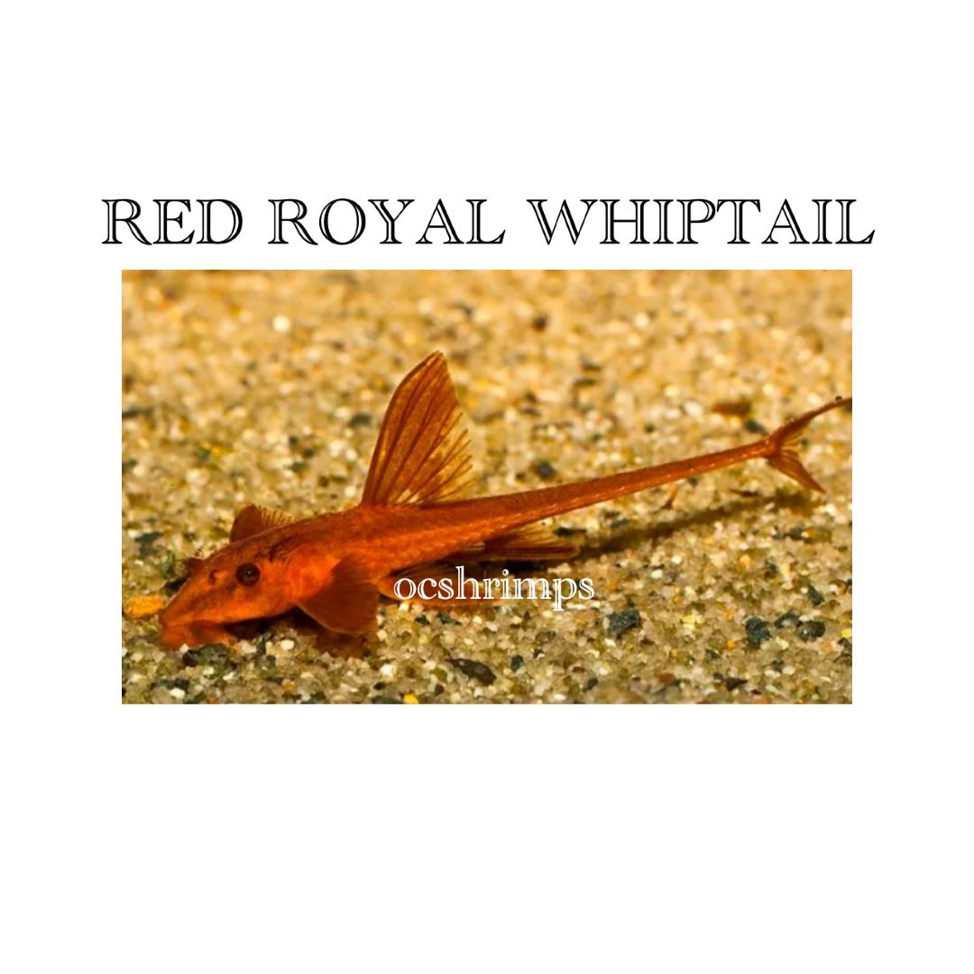 RED-ROYAL-WHIPTAIL