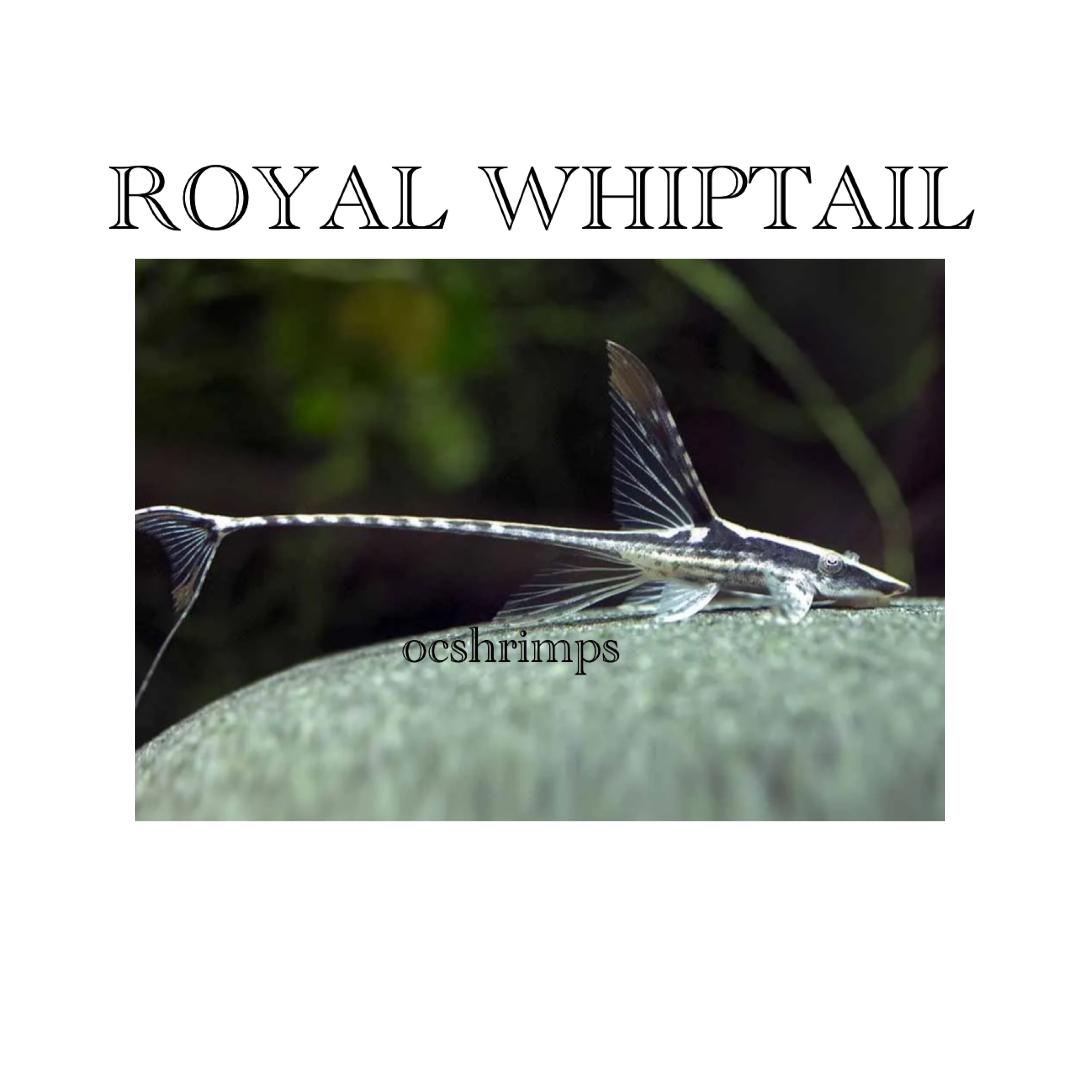 ROYAL WHIPTAIL - ocshrimps