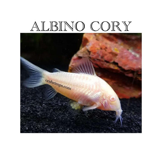 Albino-corydoras