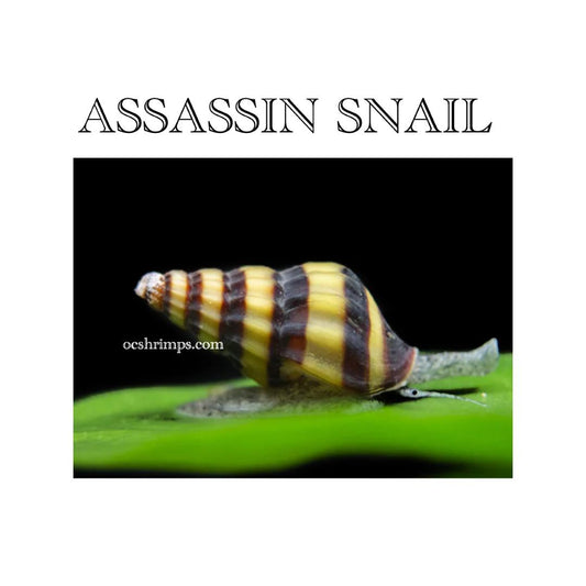 assassin-snail