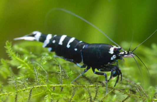 black-pinto-shrimp