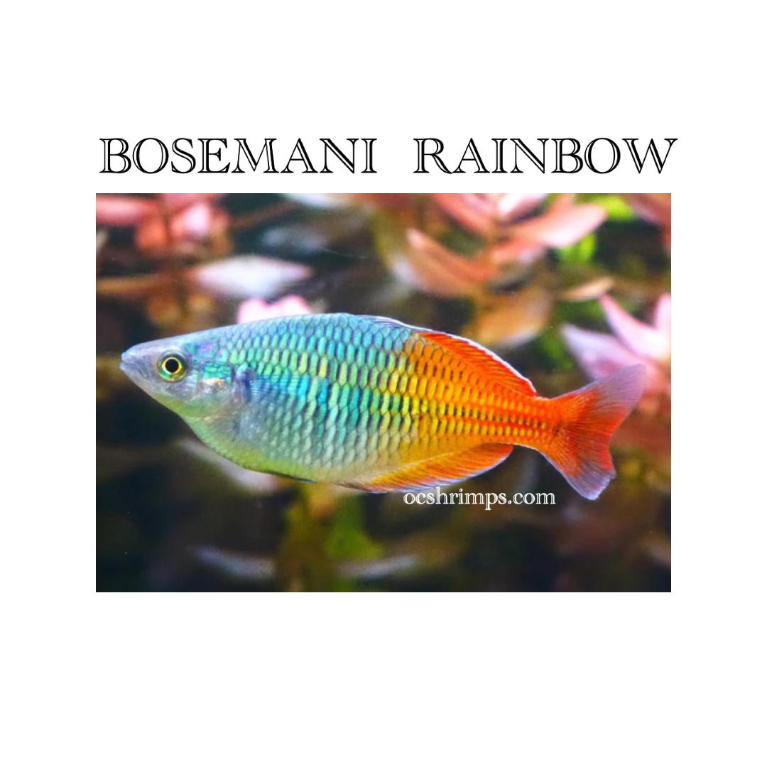 bosemani-rainbow