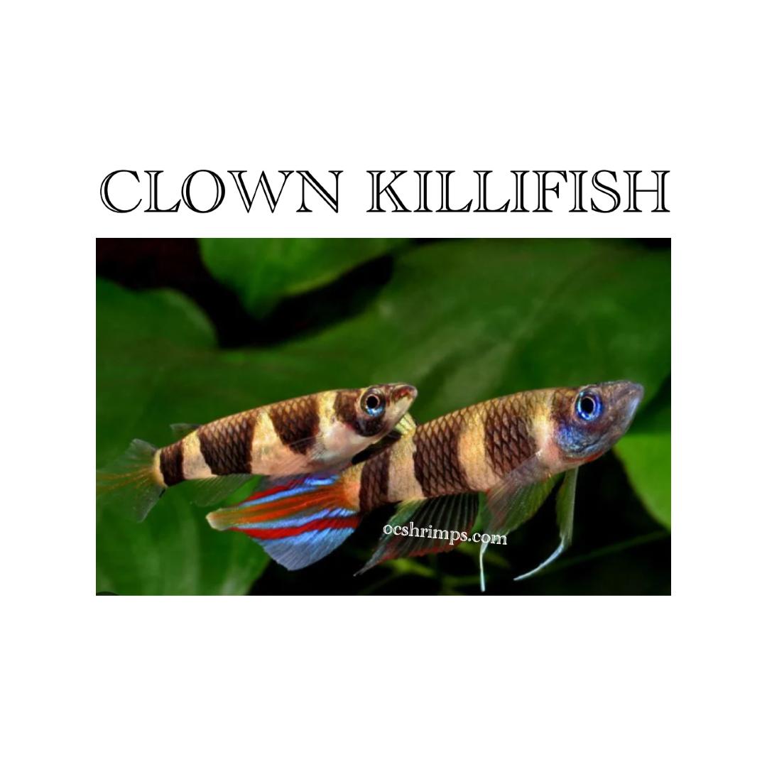 clown-killifish