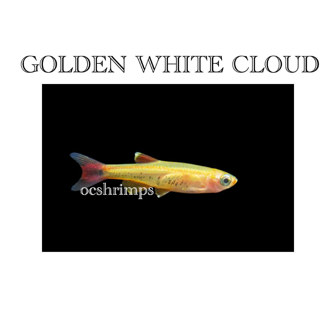 golden-white-cloud