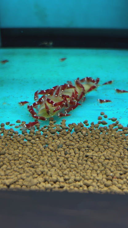 SUPER RED CRYSTAL SHRIMP