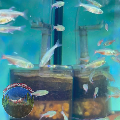 RED BELLY TETRA