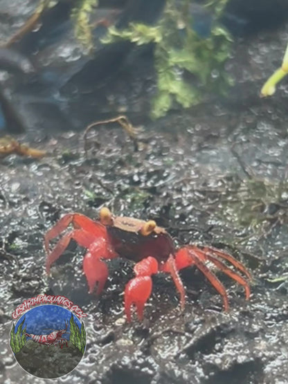 VAMPIRE CRABS