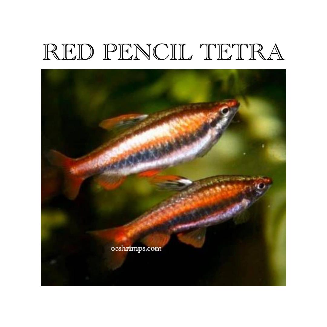 red=pencil-tetra