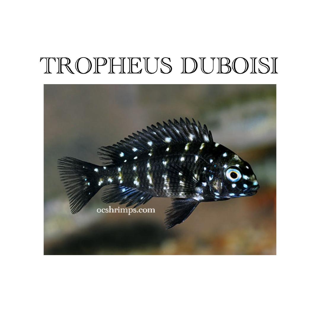 tropheus-duboisi