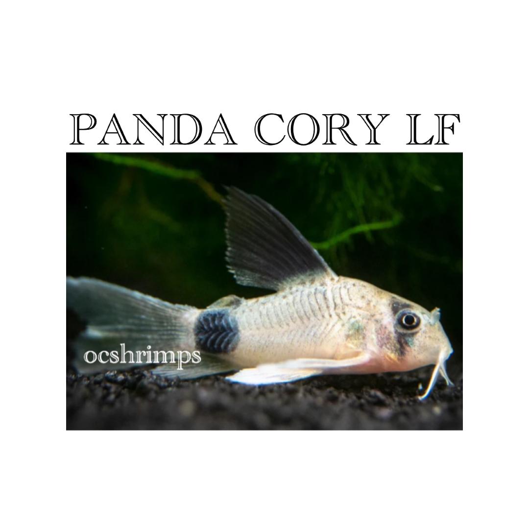 panda-cory-long-fin-oc-shrimp-aquatic-llc