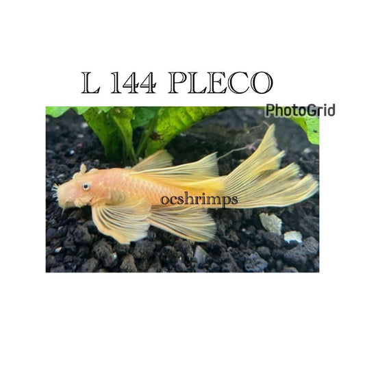 ALBINO-PLECO