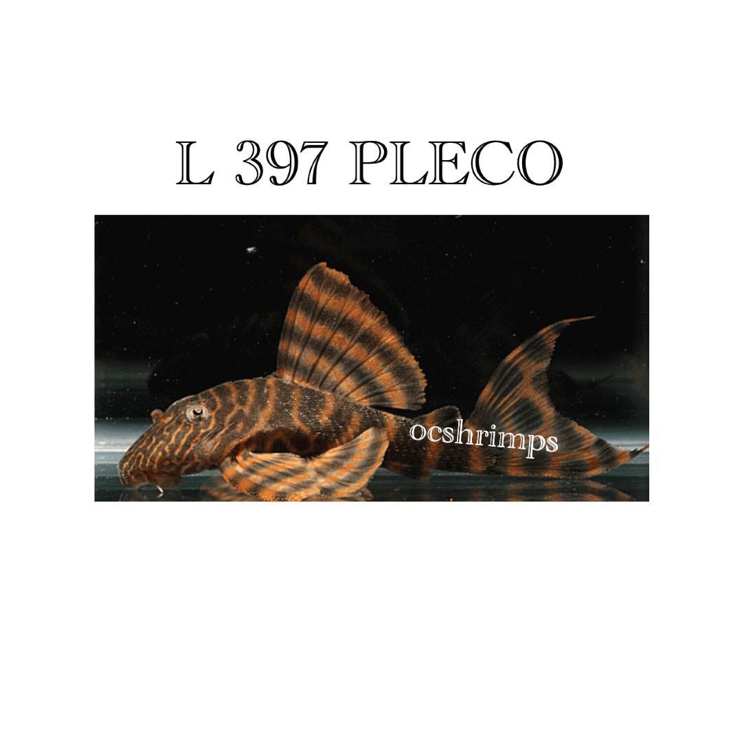 ALENQUER-PLECO