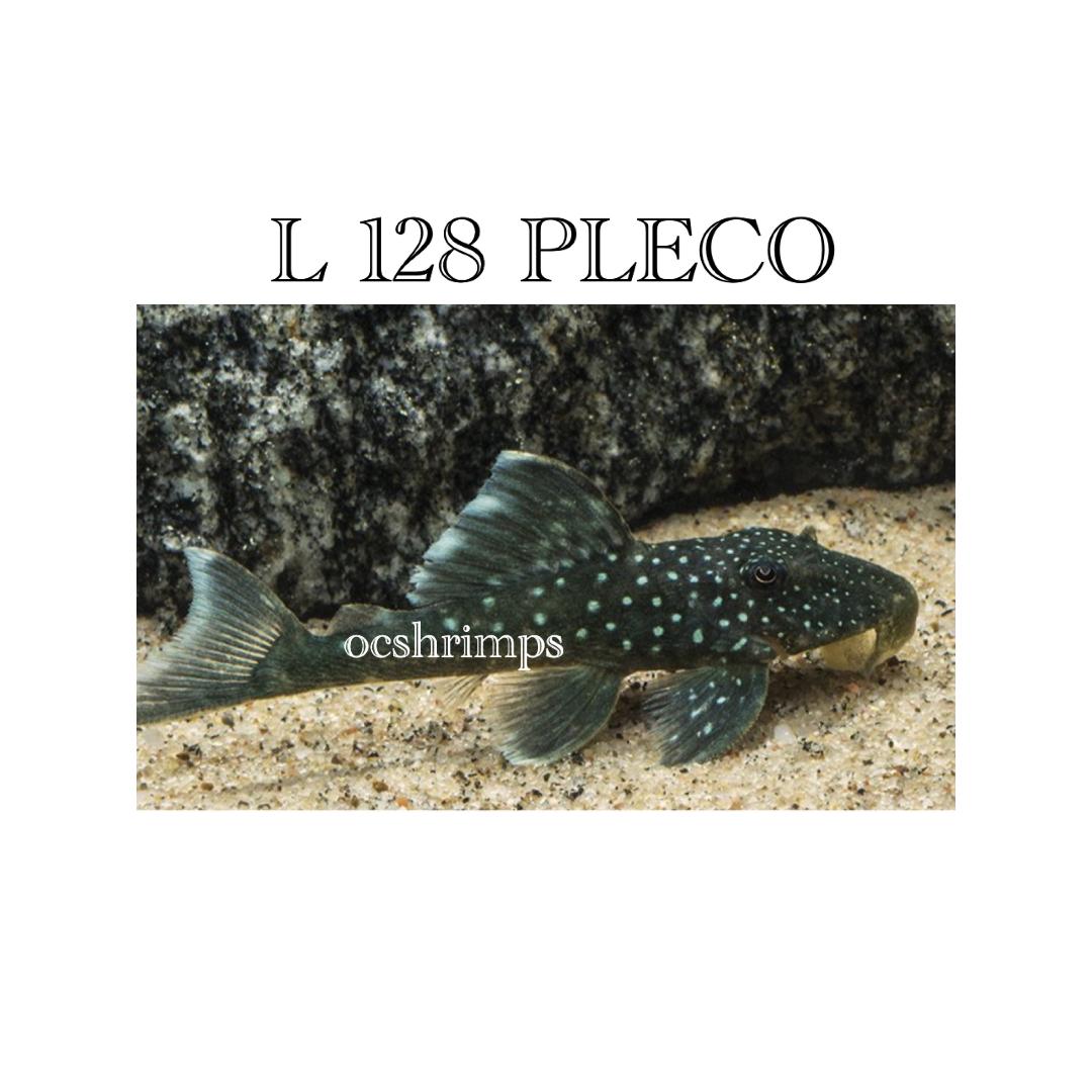 blue-phantom pleco