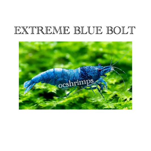 extreme-blue-bolt-shrimp