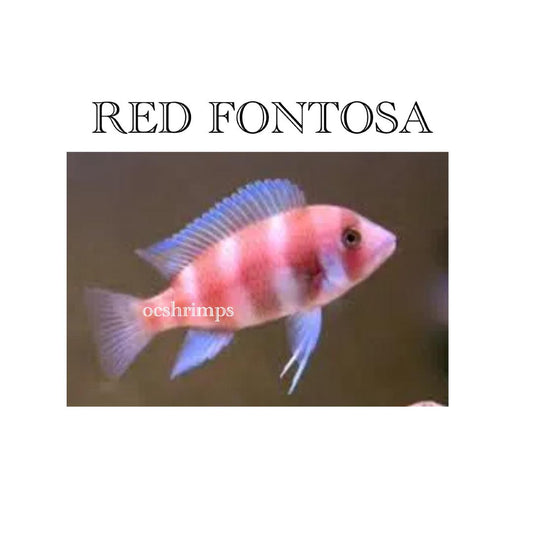 FONTOSA-RED