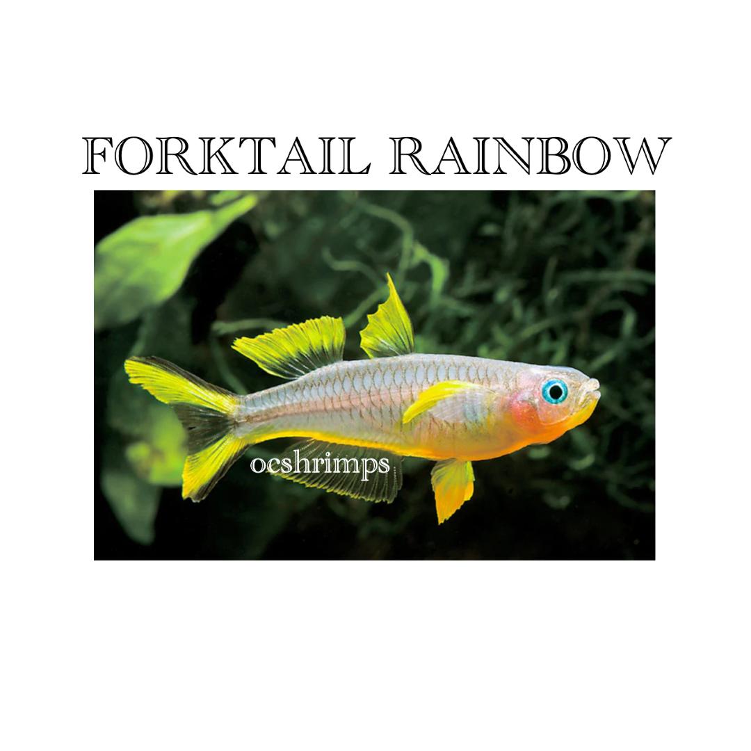 FORLKTAIL-RAINBOW