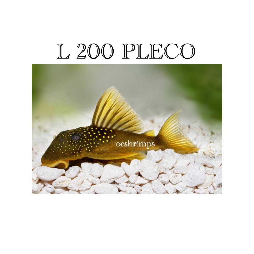 GREEN-PHANTOM-PLECO