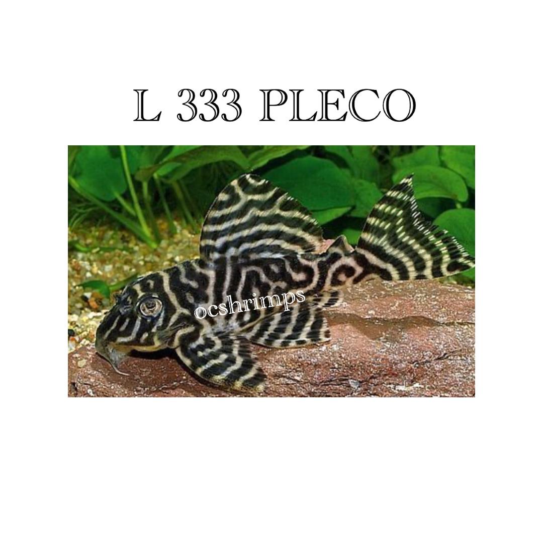 KING-TIGER-PLECO