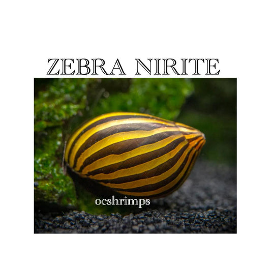 NERITE-ZEBRA-SNAIL