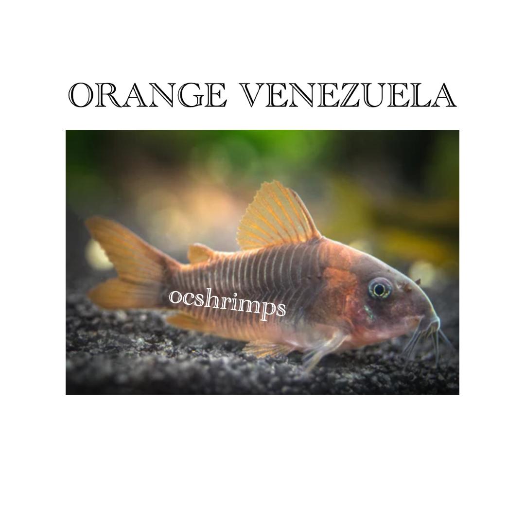 ORANGE-VENEZULA-CORYDORAS