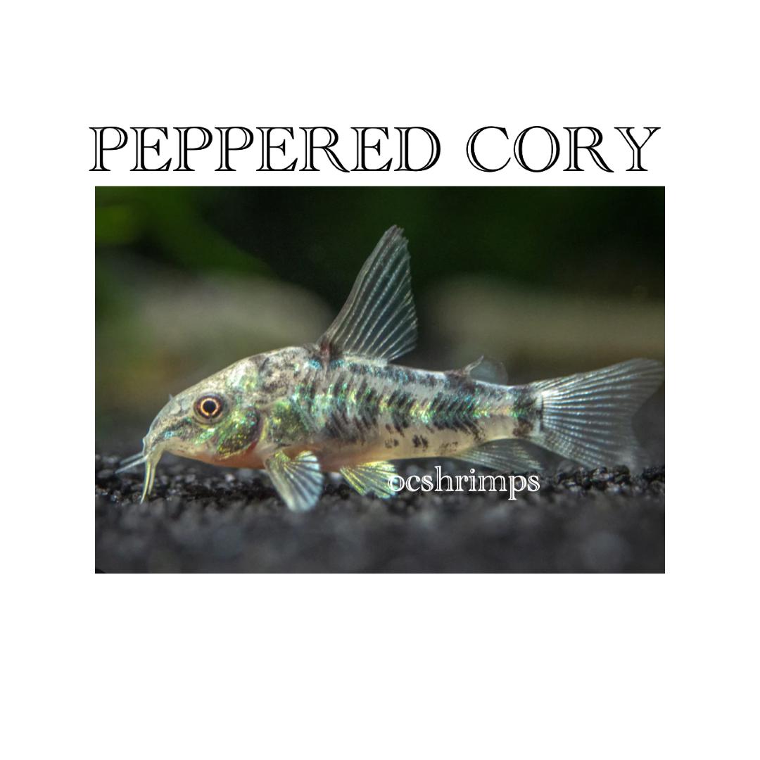 PEPPERED-CORY