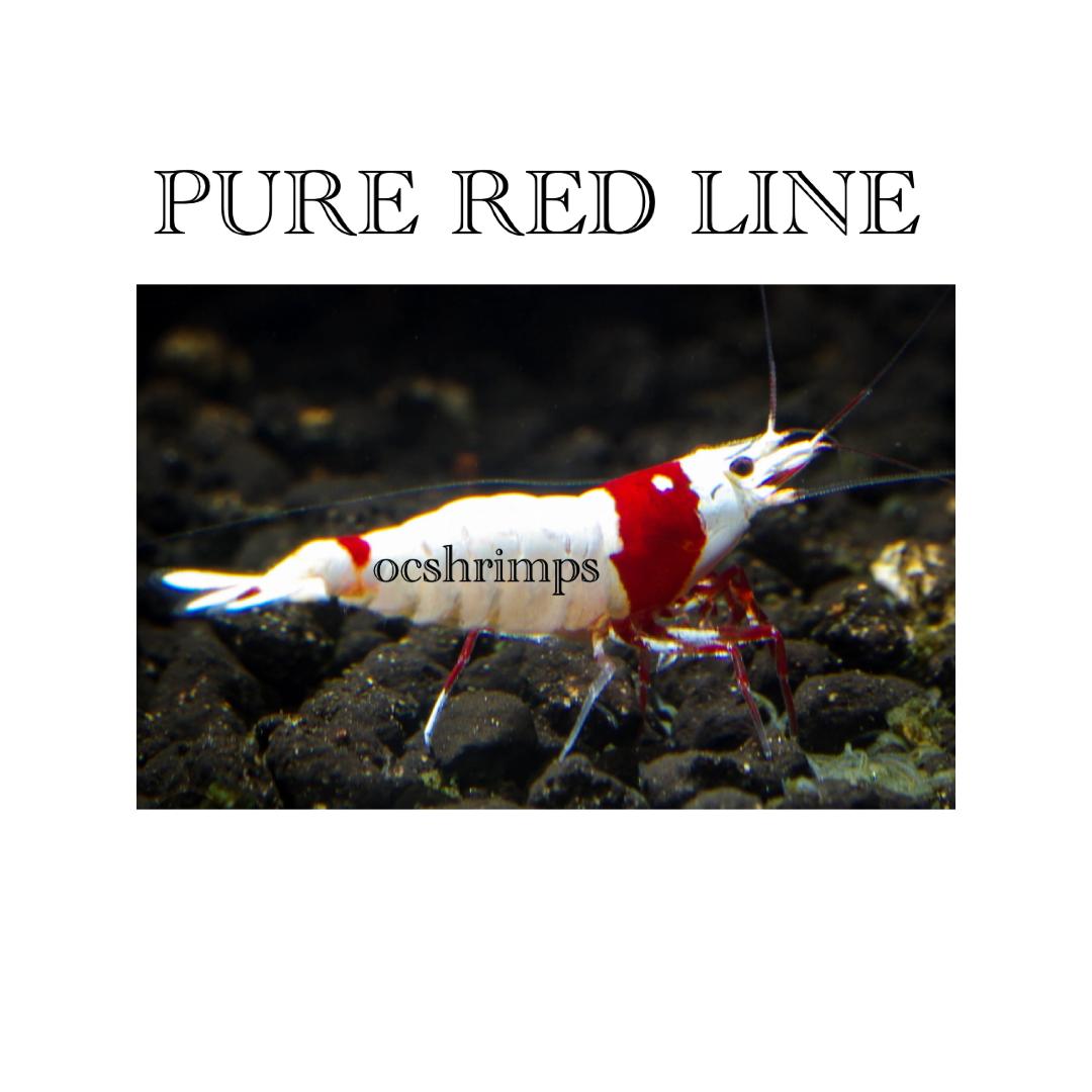 PURE-RED-LINE-SHRIMP