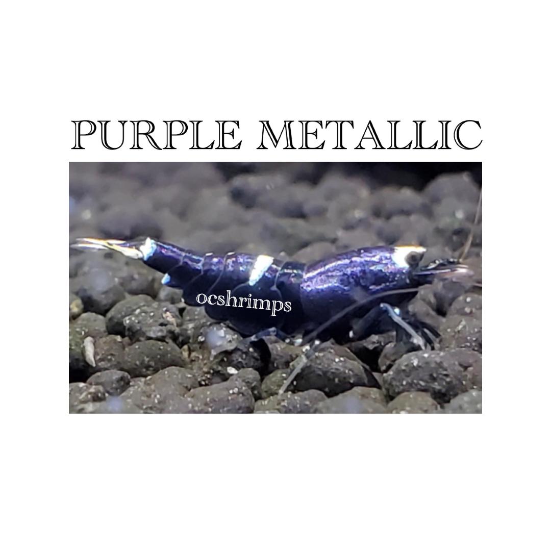 PURPLE-METALLIC-SHRIMP