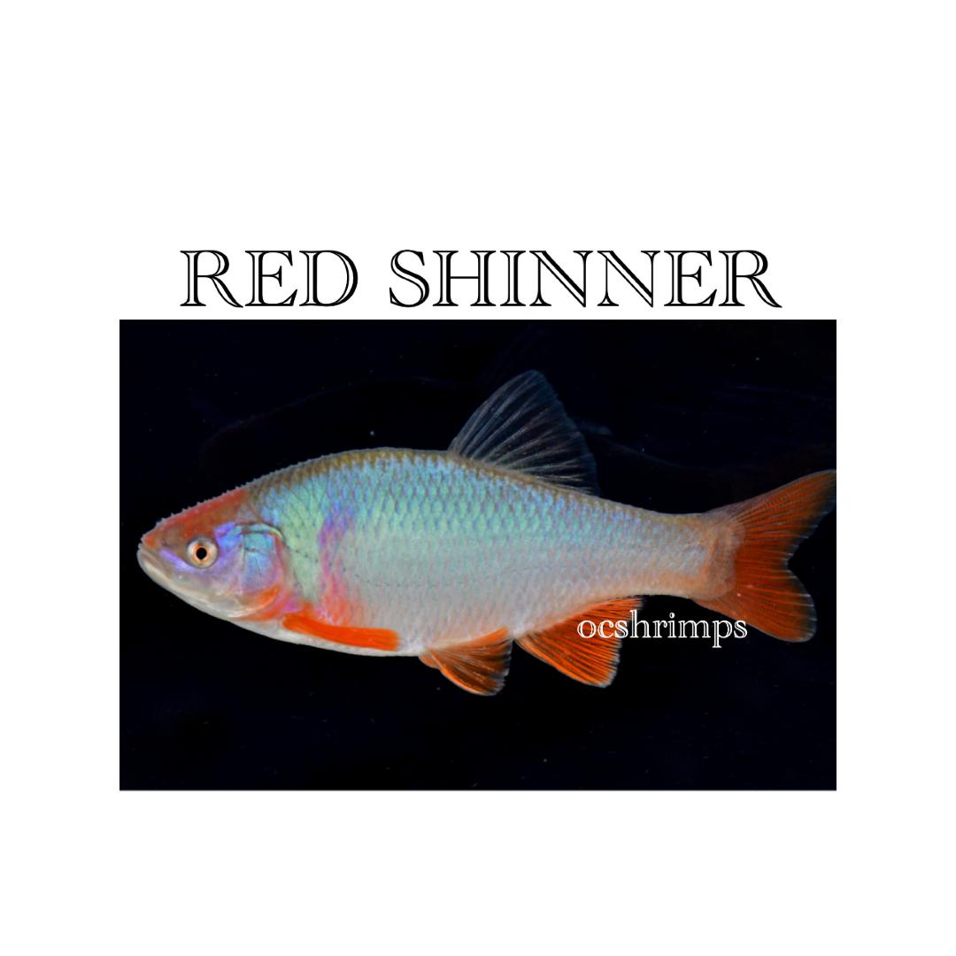 RED-SHINNER