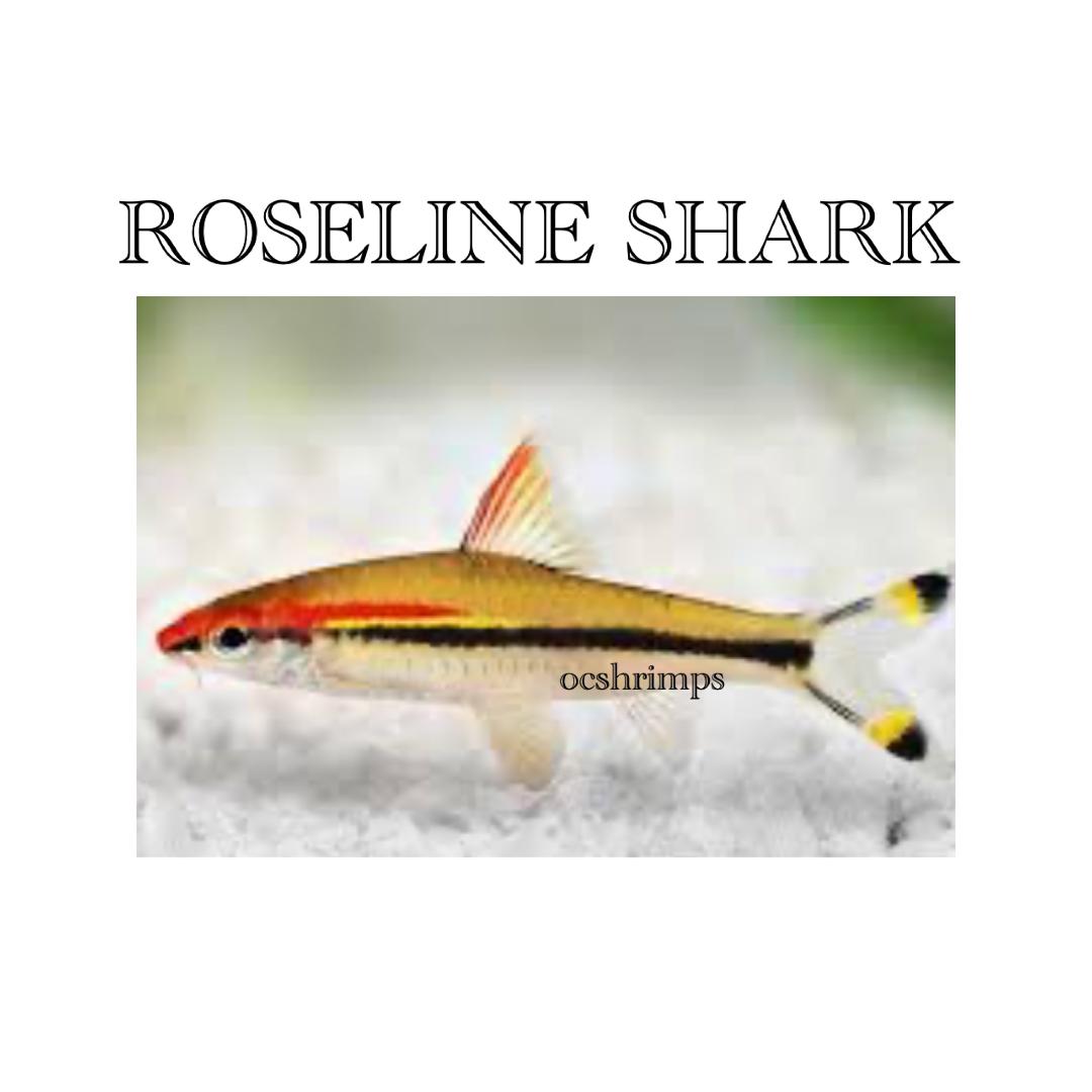 ROSELINE-SHARK