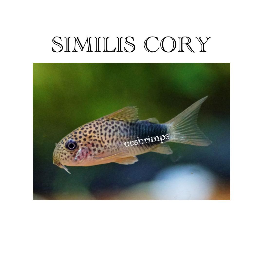 SIMILIS-CORYDORAS