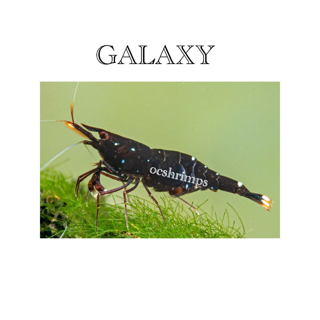 SULAWESI-GALAXY-SHRIMP