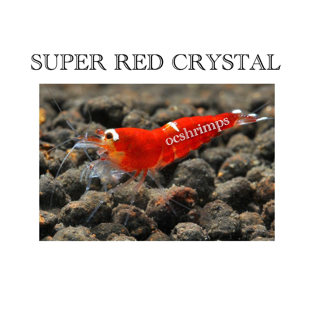 SUPER-RED-CRYSTAL-SHRIMP