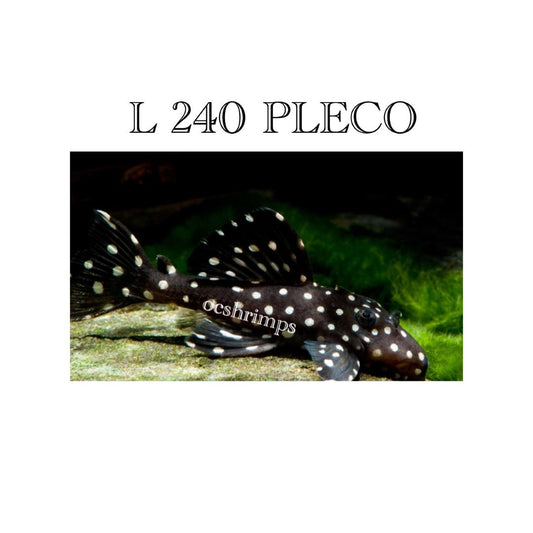 VAMPIRE-PLECO