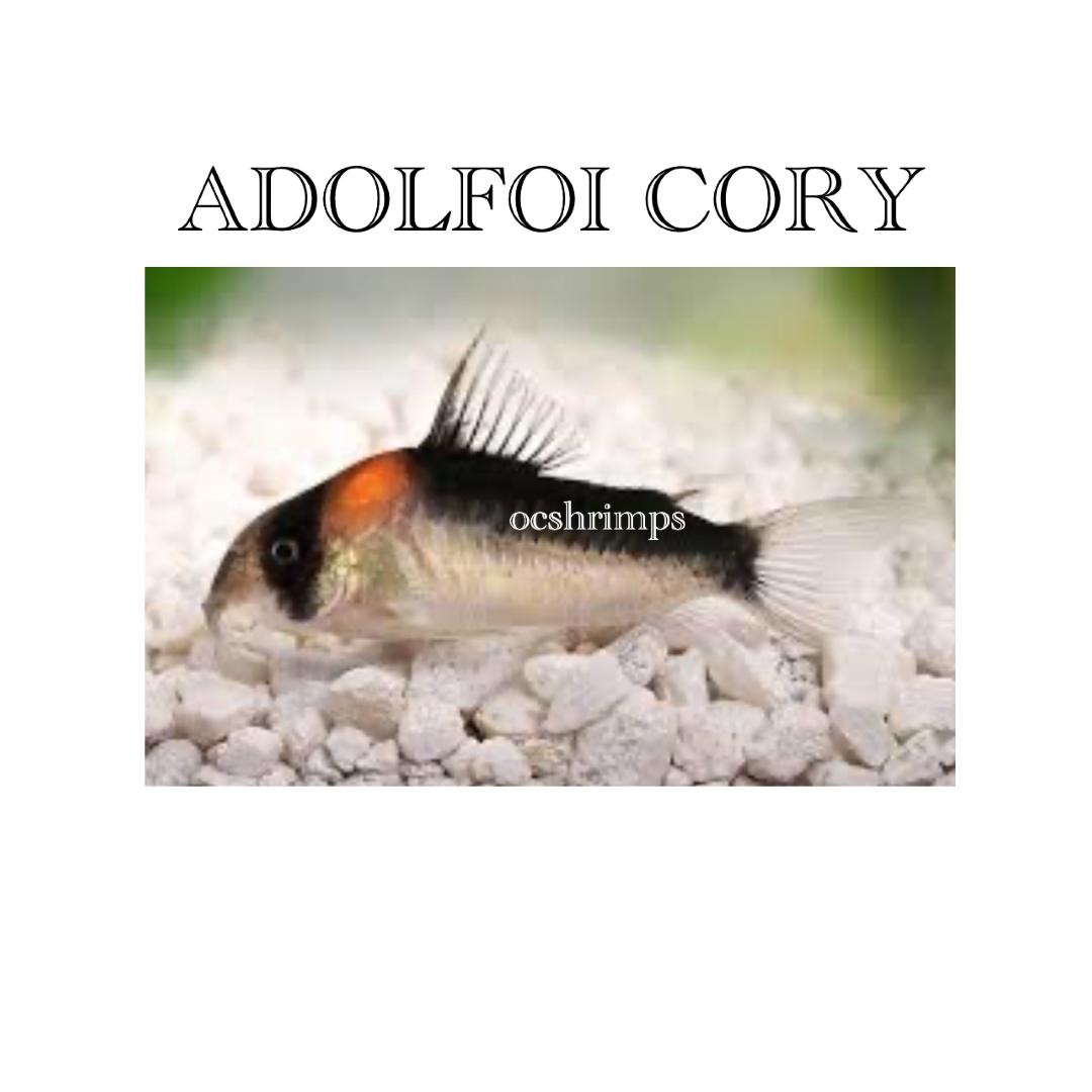 Adolfoi-Corydoras 