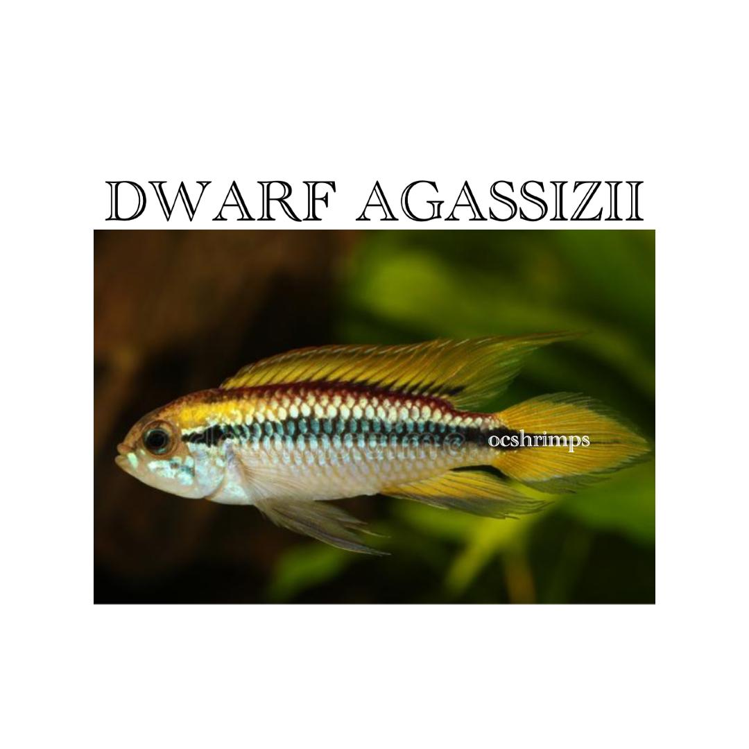 apistogramma-agassizii