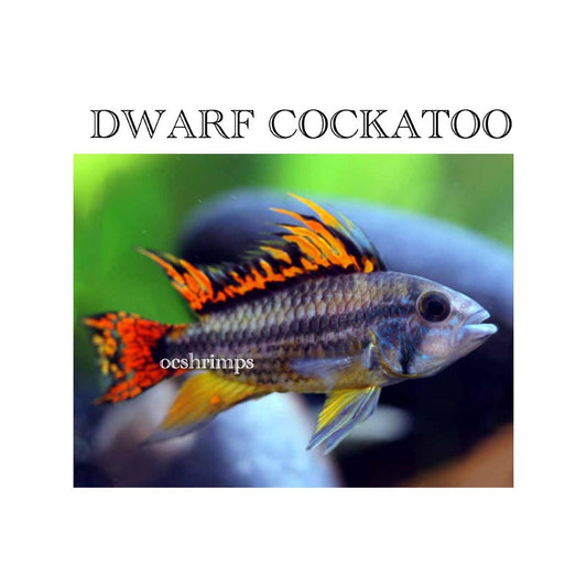 apistogramma-cockatoo