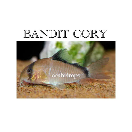 bandit-corydoras