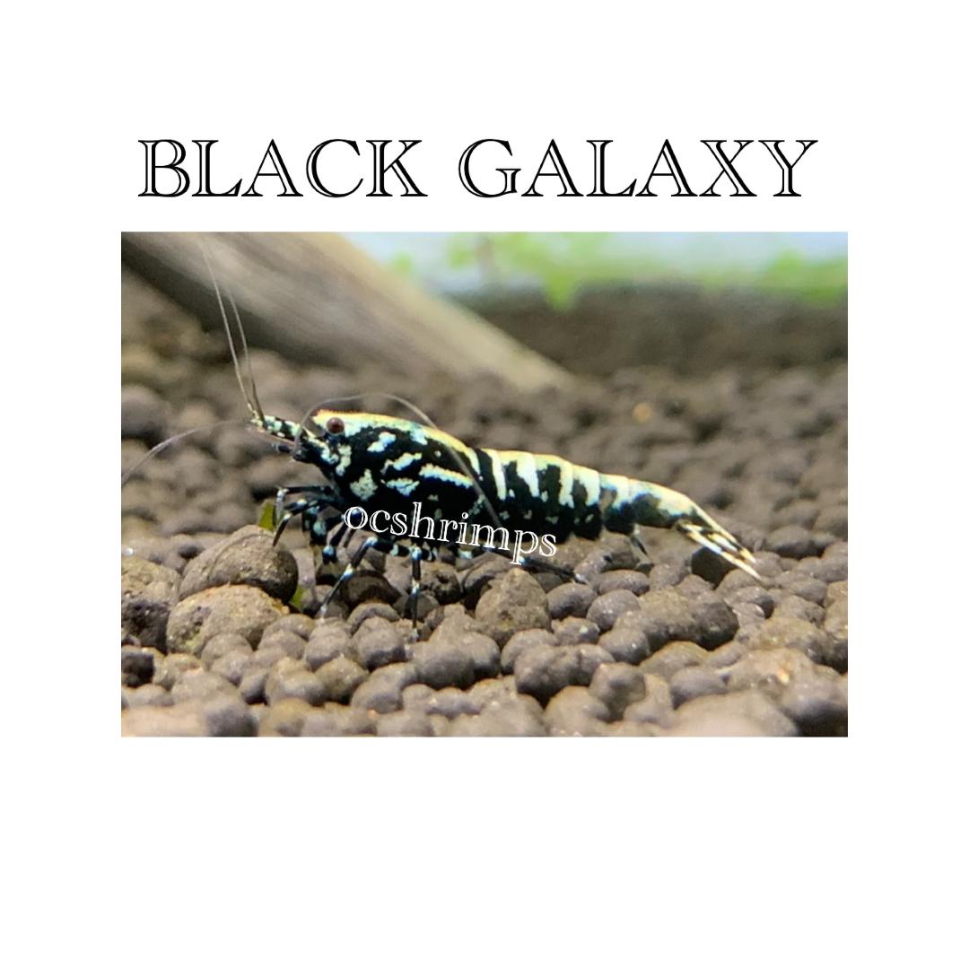 black-galaxy-shrimp