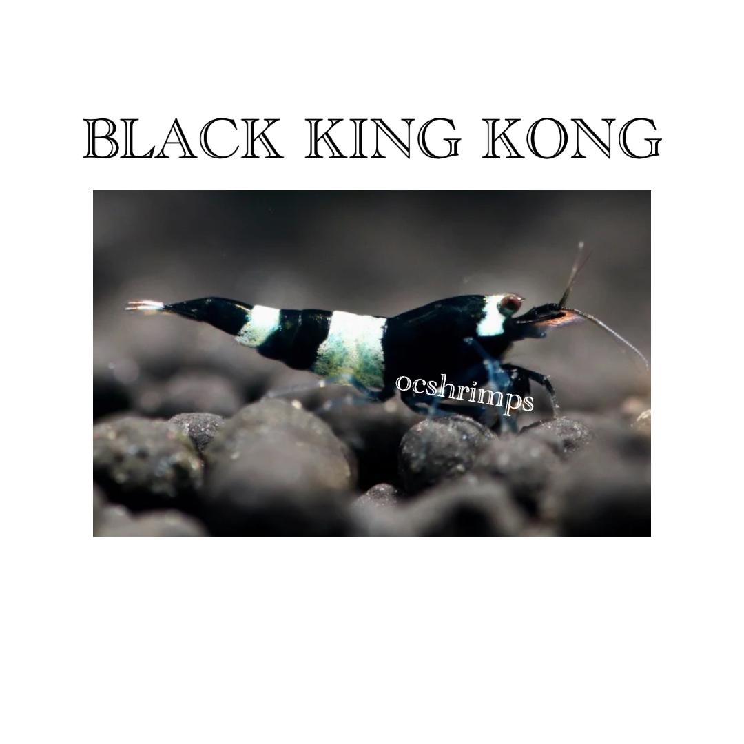 black-king-kong-shrimp