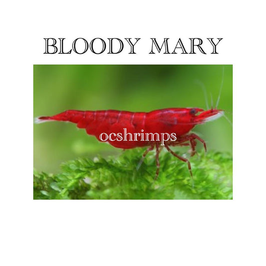 BLOODY MARY SHRIMP ( 10 PCS )