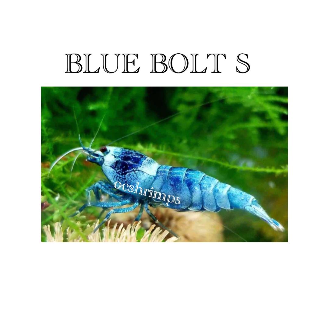 blue-bolt-shrimp