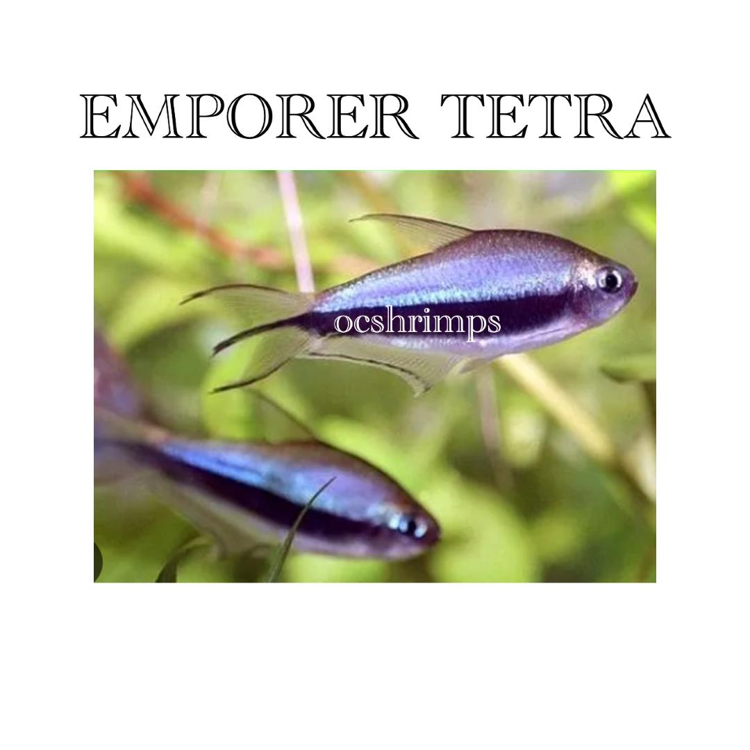 blue-emperor-tetra