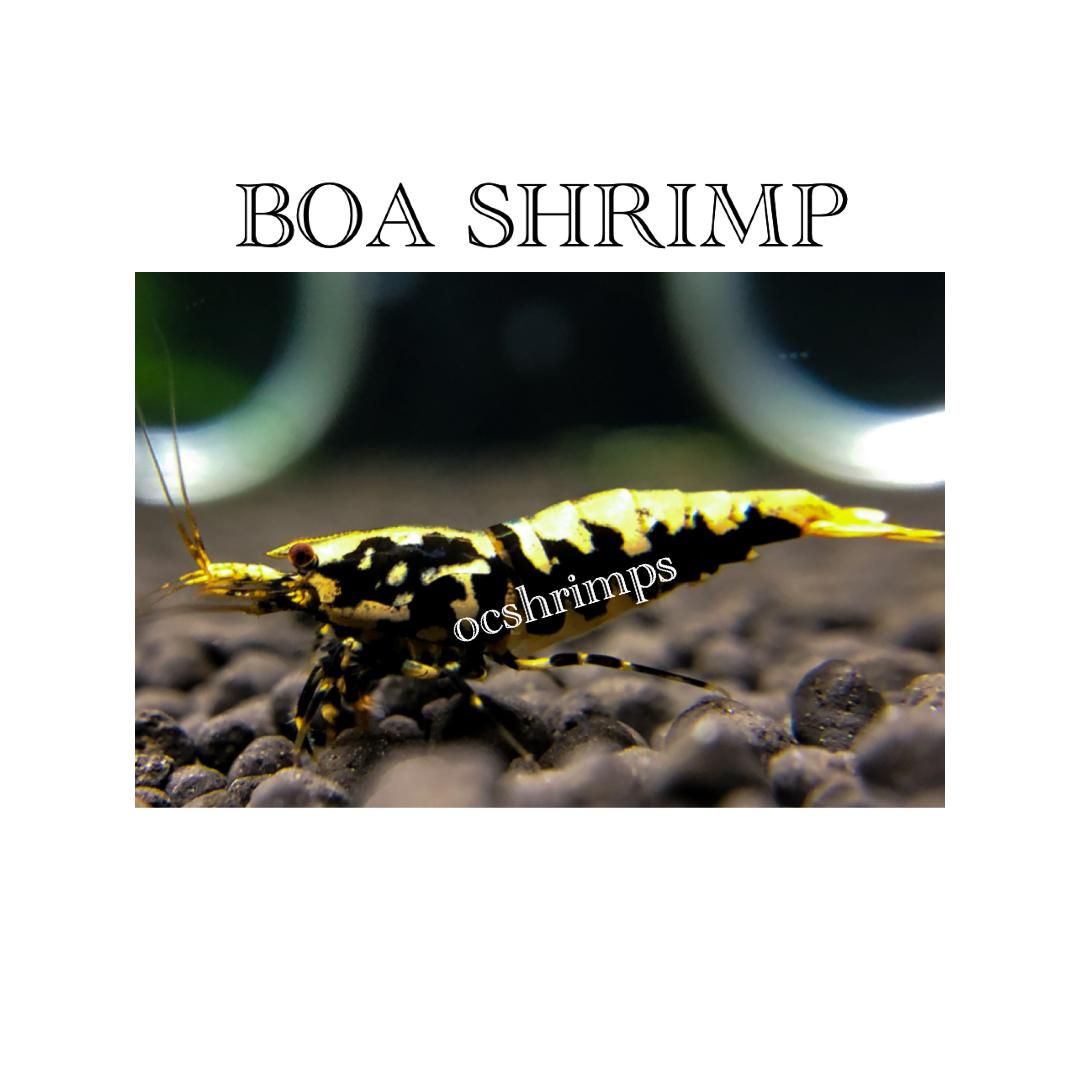 BOA-shrimp