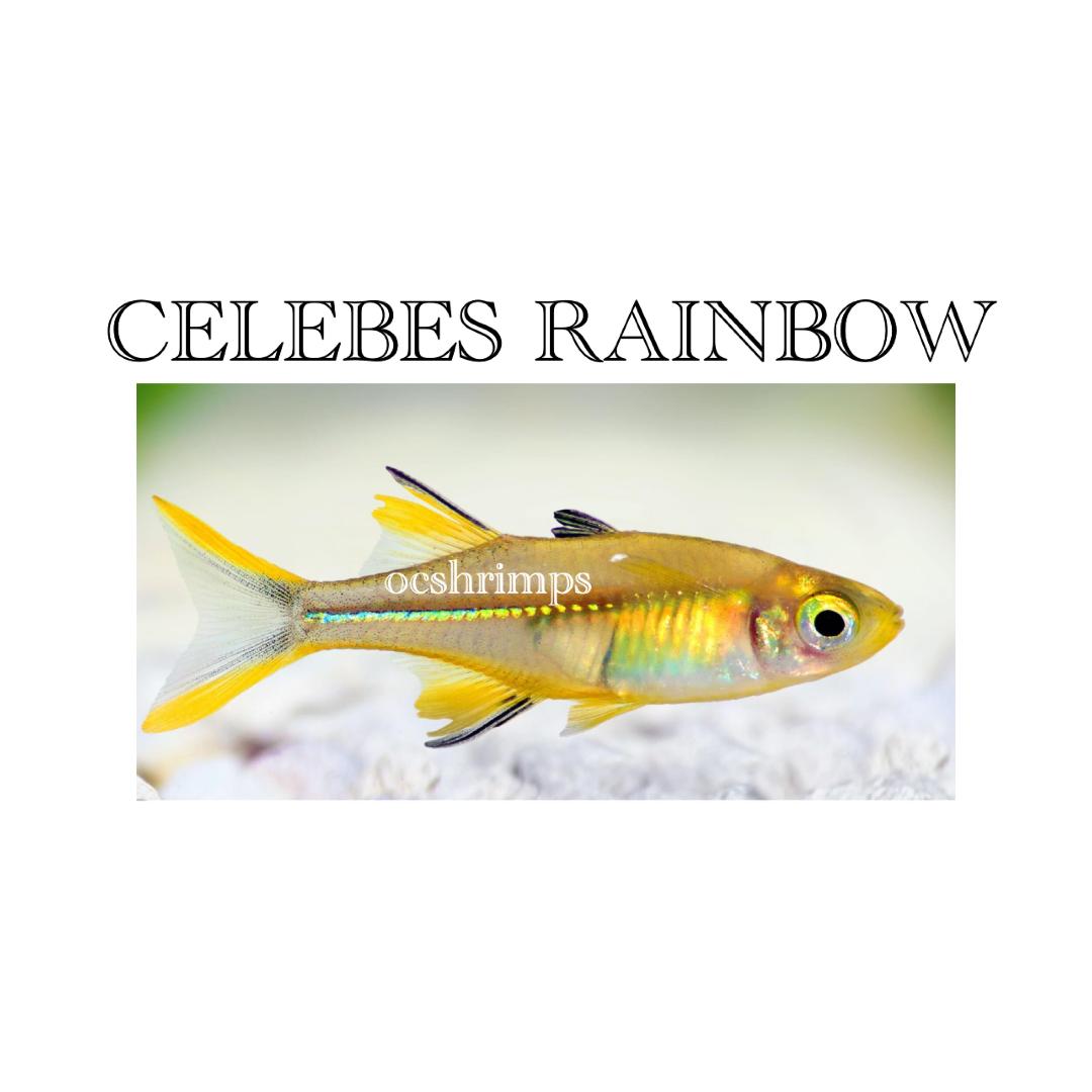 celebes-rainbow