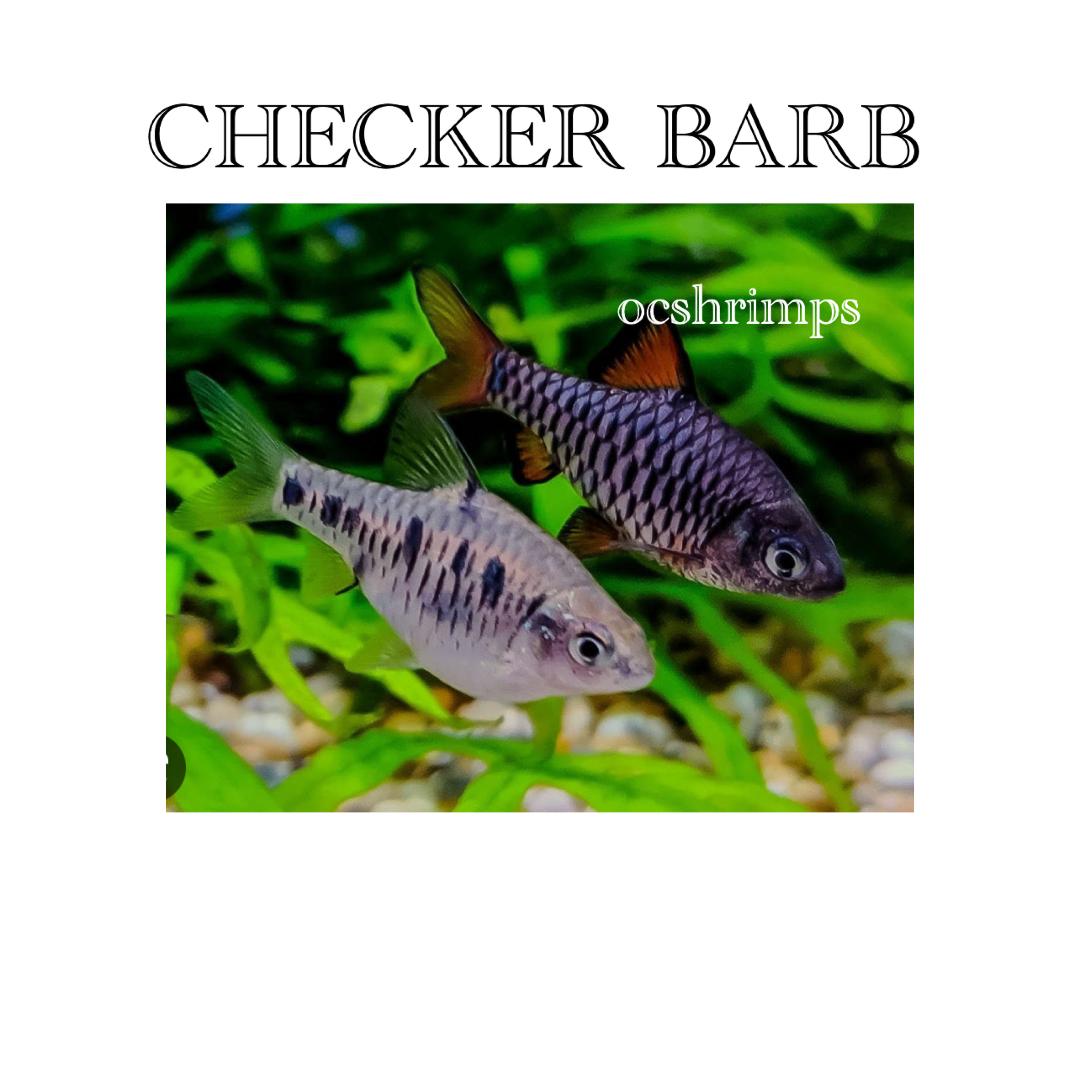 checker-barb